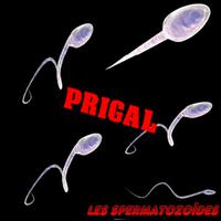 PRIGAL - Les Spermatozoïdes
